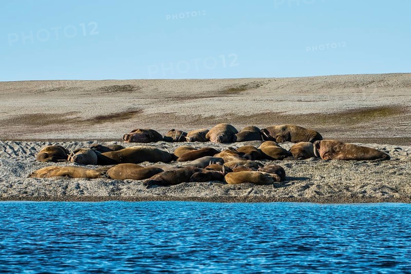 Walruses (Odobenus rosmarus)