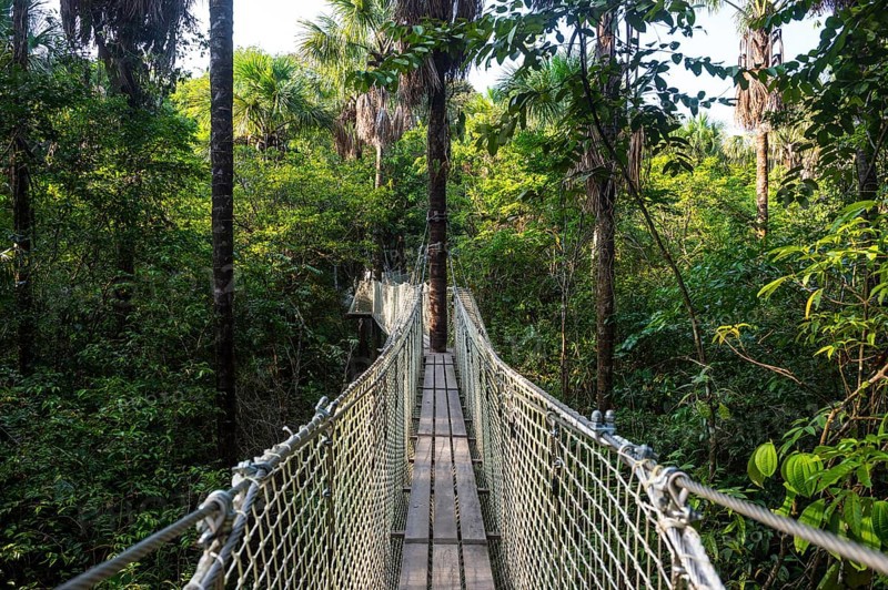 Hanging bridge in the Zoo of Cayenne