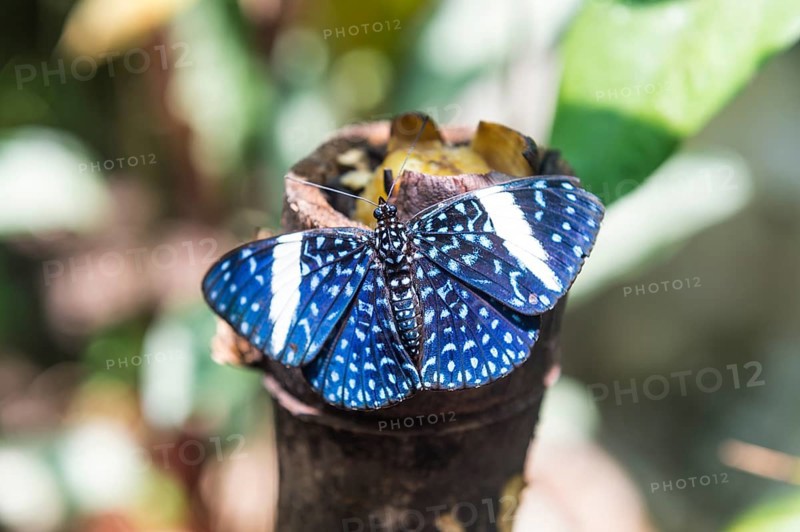 Blue butterfly on a exposition in Roura