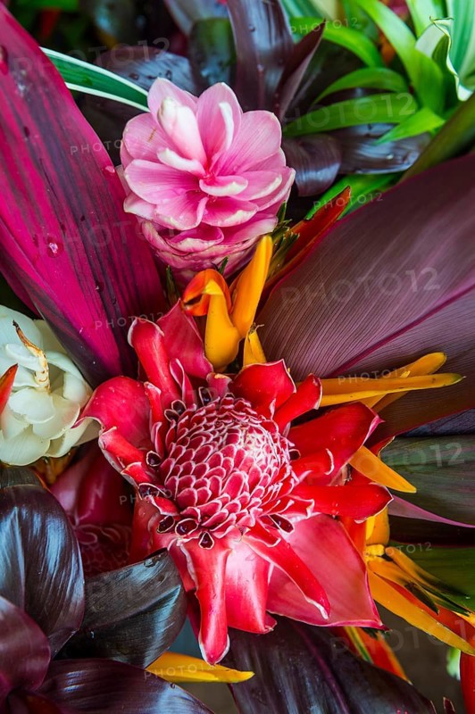 Colourful flowers for sale
