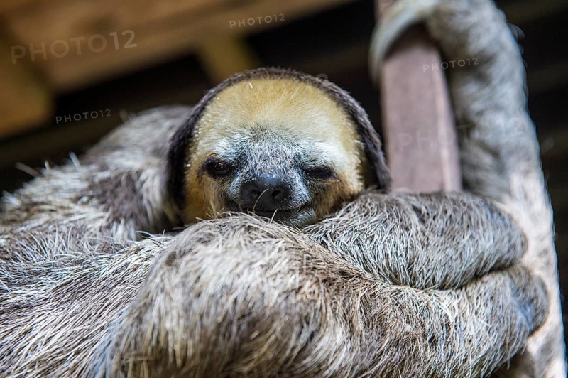 Pale-throated sloth (Bradypus tridactylus)