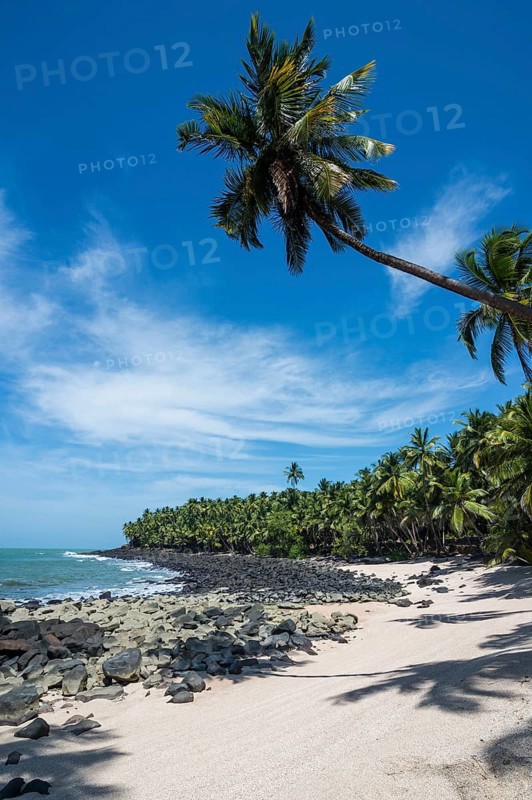 Palm tree on a sandy beach on Saint Joseph island