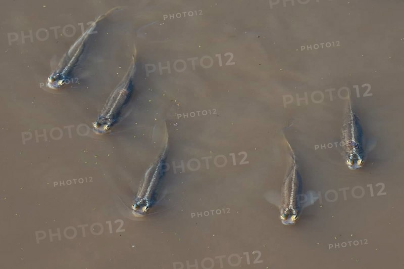 Four-eyed fishes
