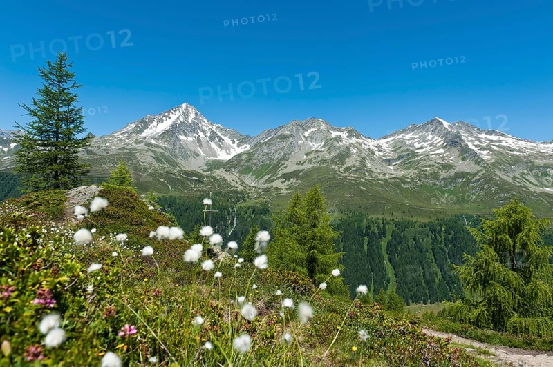 Cottongrass (Eriophorum)