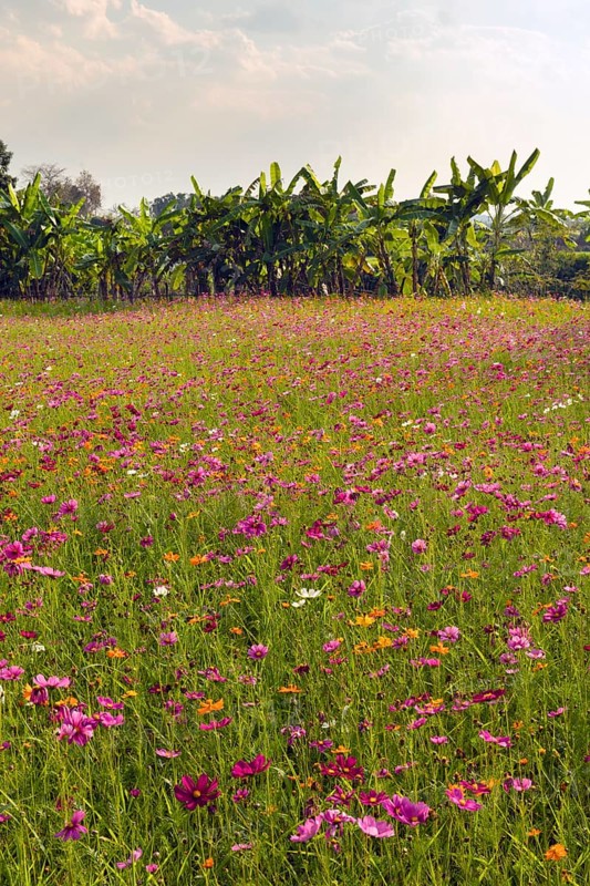 Colourful flower meadow in front of banana trees