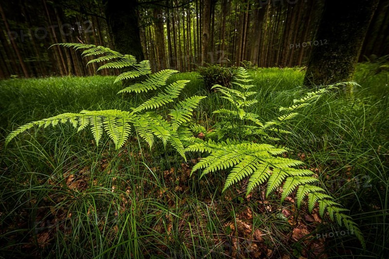 Genuine fern (Polypodiopsida