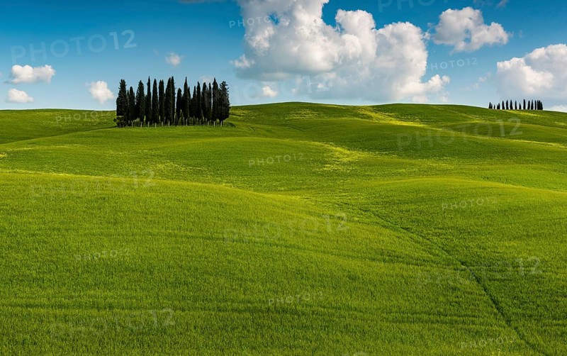 Tuscan landscape with cluster of trees