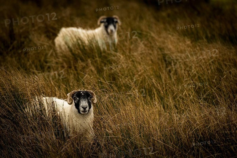 Scottish Blackface Domestic sheep (Ovis gmelini aries) on Meadow