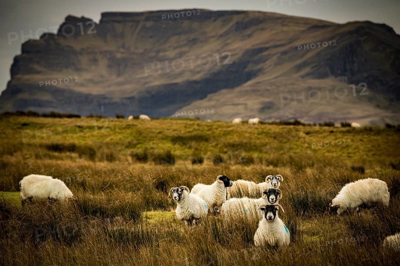 Scottish Blackface Domestic sheep (Ovis gmelini aries) in a meadow off mountain range