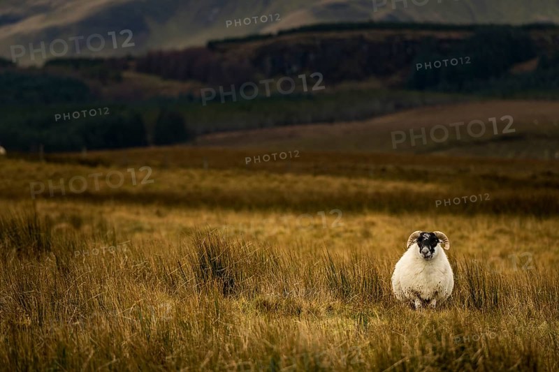Scottish Blackface Domestic sheep (Ovis gmelini aries) in a meadow