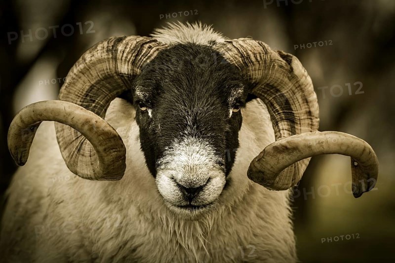Scottish Blackface Domestic sheep (Ovis gmelini aries) with big horns in a meadow