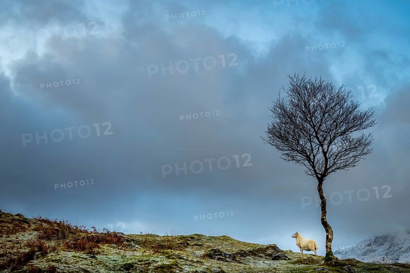 Domestic sheep (Ovis gmelini aries) with Birch (Betula) in Highland Landt with winter Cullins Mountains