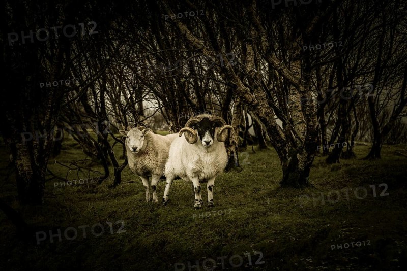 Scottish Blackface Domestic sheep (Ovis gmelini aries) in birch forest (Betula)