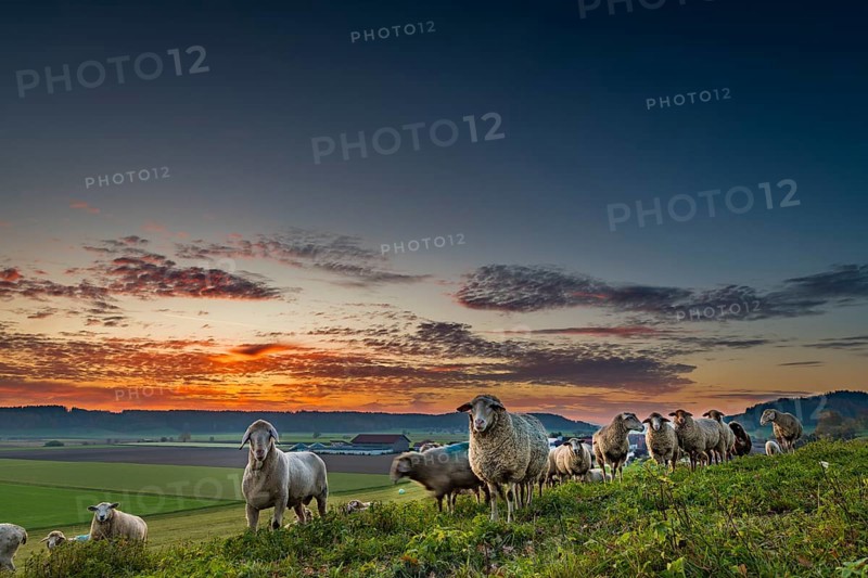 Domestic sheep (Ovis gmelini aries)