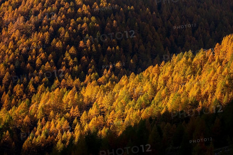 Autumn mountain larch forest (Larix decidua) with light and shade
