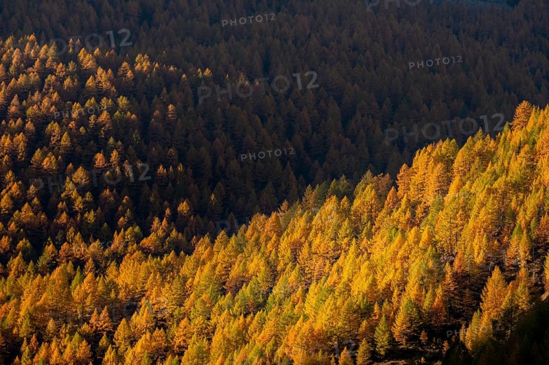 Autumn mountain larch forest (Larix decidua) with light and shade