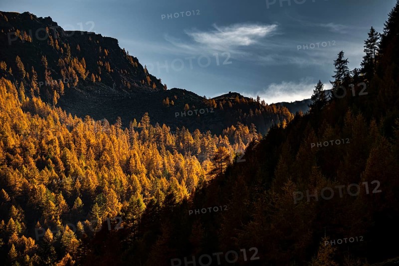 Autumn mountain larch forest (Larix decidua) with light and shade