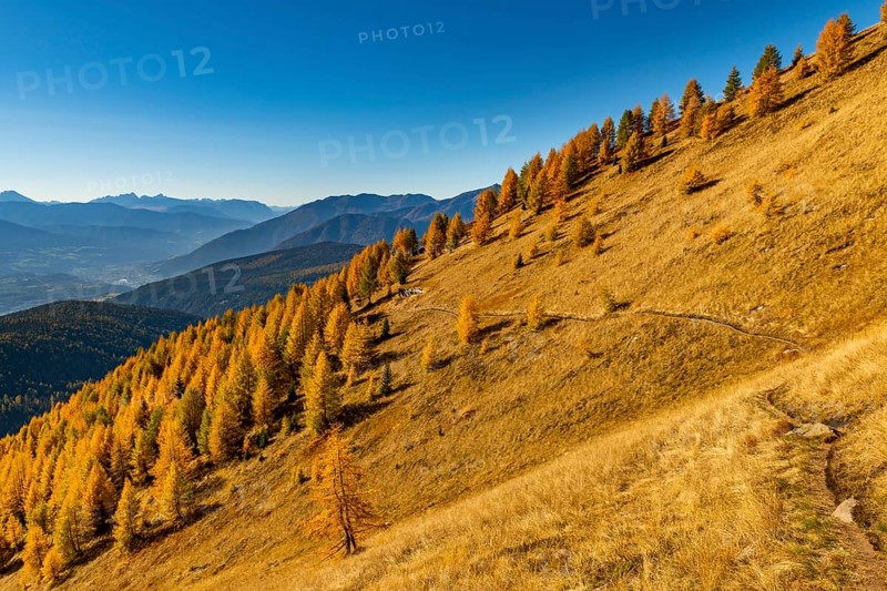 Autumnal larch forest on a mountain slope against a blue sky