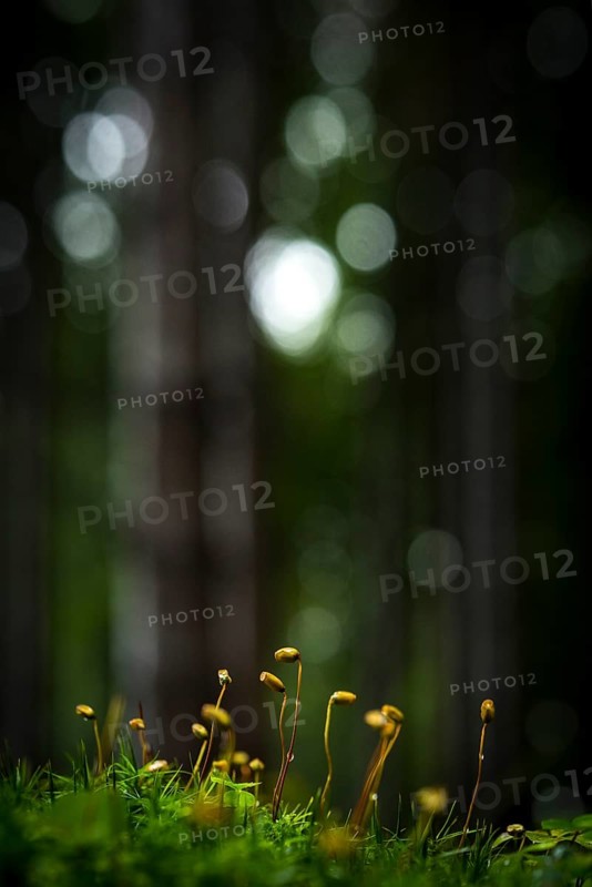 Sprouted Beechcker (Fagus)