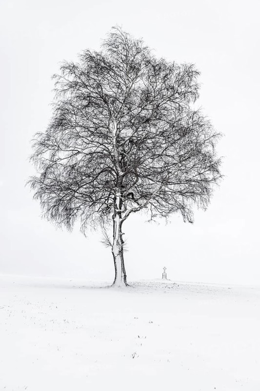 Single tree with field cross in winter light landscape