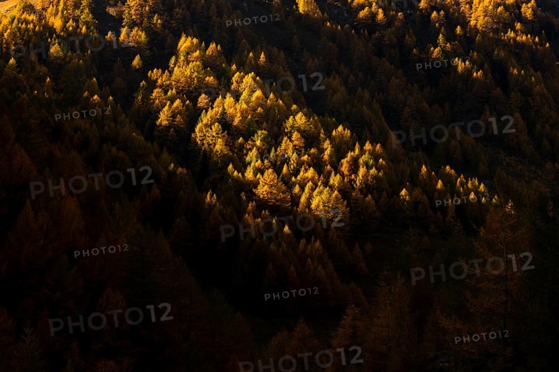 Autumn mountain larch forest (Larix decidua) with light and shade