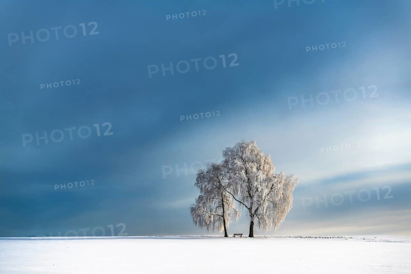 Snow-covered Birches (Betula) in winter landscape in front of a blue cloudy sky