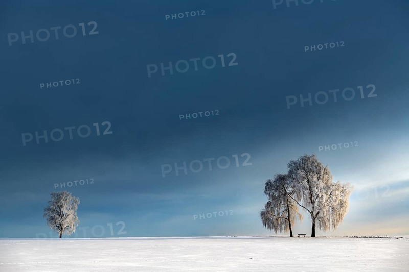 Snow-covered Birches (Betula) in winter landscape in front of a blue cloudy sky