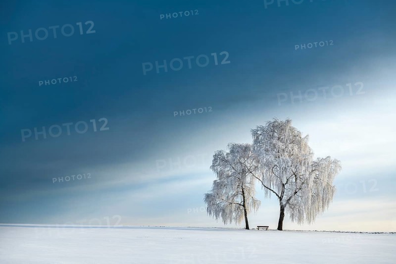 Snow-covered Birches (Betula) in winter landscape in front of a blue cloudy sky