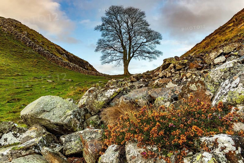 Bald tree in autumn landscape