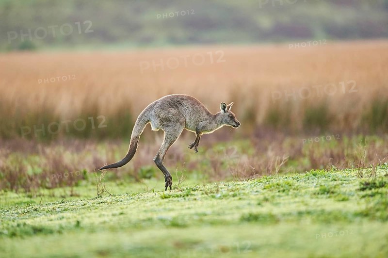 Eastern grey kangaroo (Macropus giganteus) jumping on a meadow