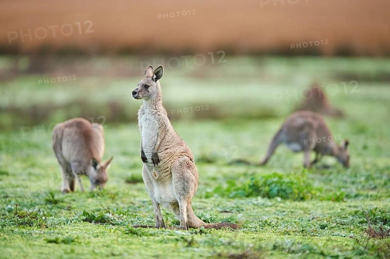 Eastern grey kangaroos (Macropus giganteus) grazing on a meadow