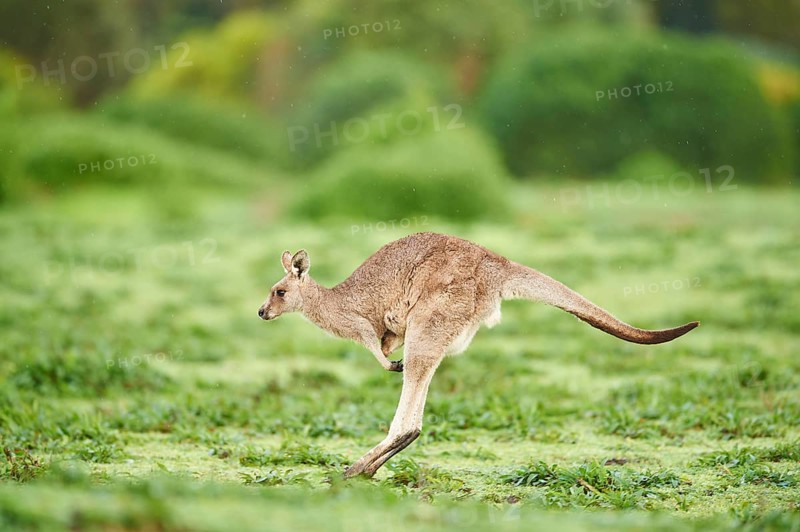 Eastern grey kangaroo (Macropus giganteus) jumping on a meadow