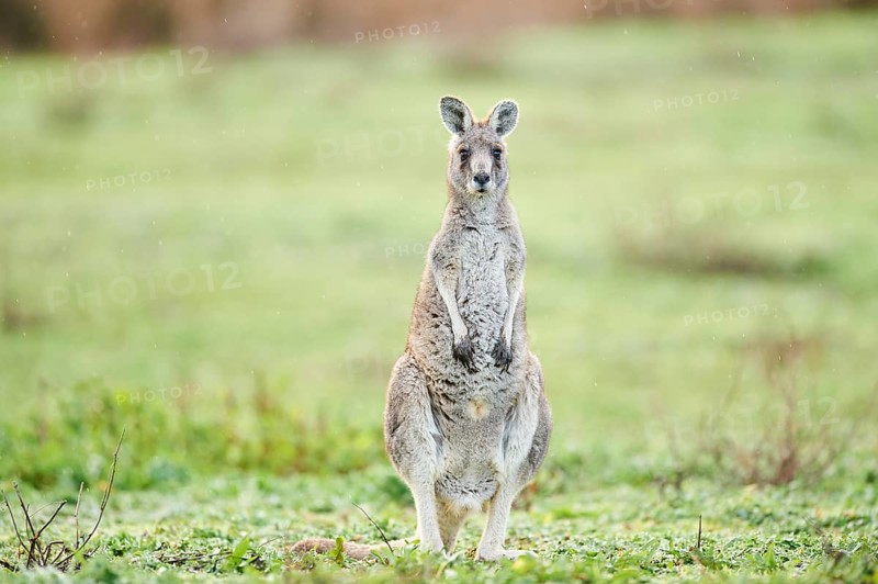 Eastern grey kangaroo (Macropus giganteus) standing on a meadow