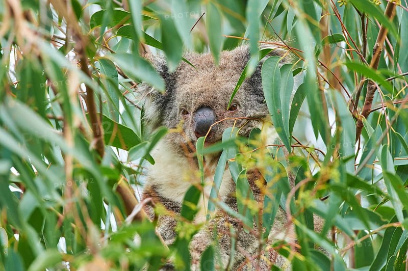 Koala (Phascolarctos cinereus) hidden in an Eucalyptus tree (Eucalyptus)