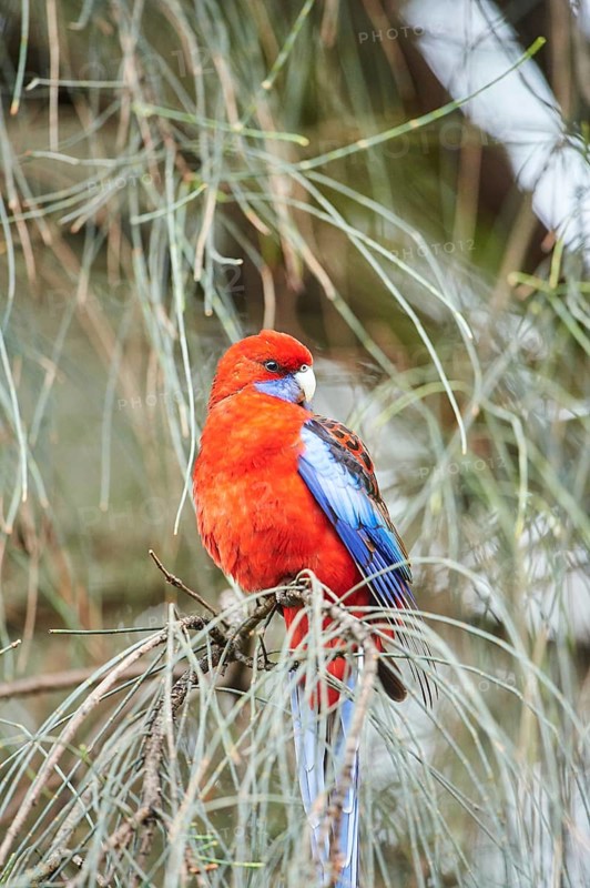 Crimson rosella (Platycercus elegans)