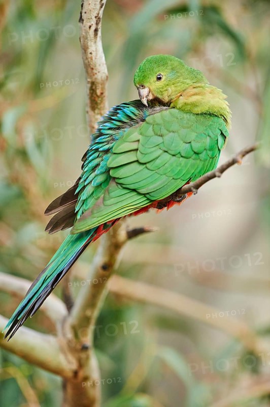 Australian king parrot (Alisterus scapularis)
