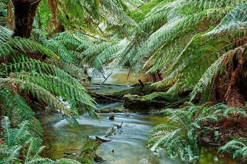 Brook through the rainforest
