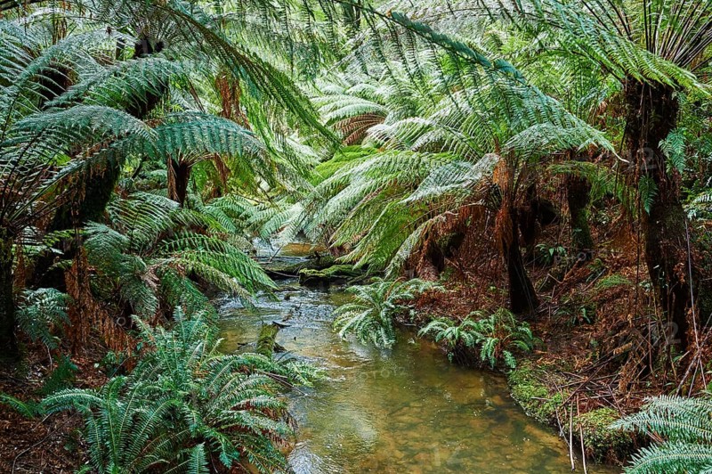 Brook through the rainforest