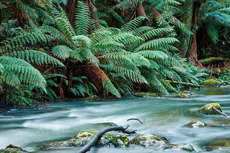 Brook in the rainforest
