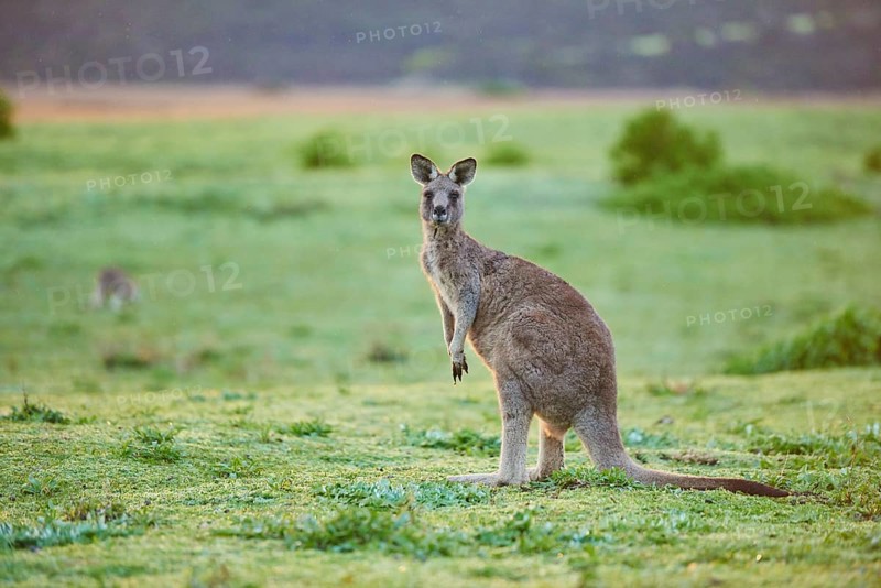 Eastern grey kangaroo (Macropus giganteus) on a meadow