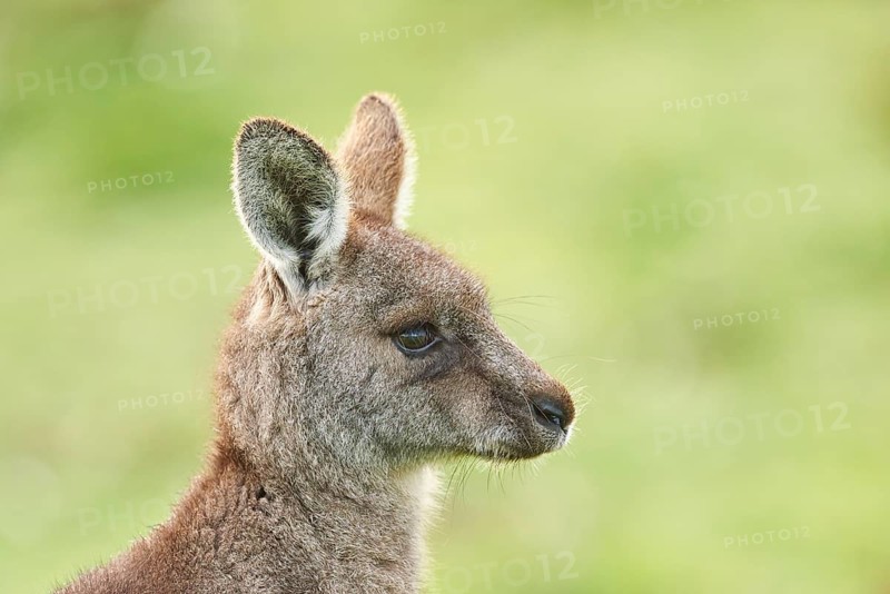 Portrait of an Eastern grey kangaroo (Macropus giganteus)