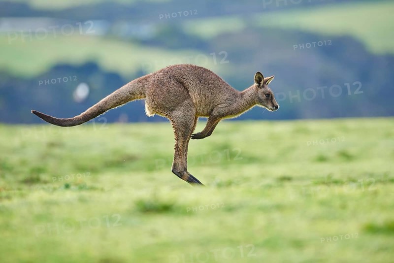 Eastern grey kangaroo (Macropus giganteus) jumping on a meadow