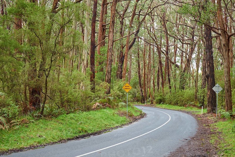 Lighthouse Road going through a Eucalyptus forest (Eucalyptus)