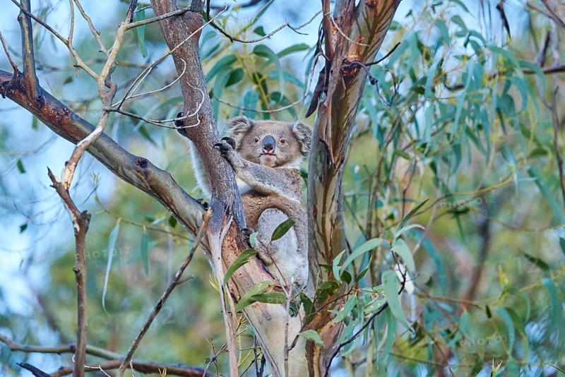 Koala (Phascolarctos cinereus)