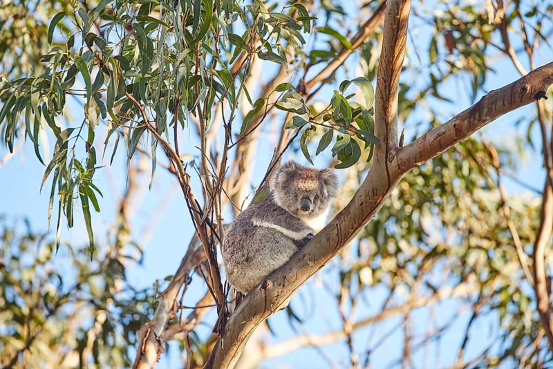 Koala (Phascolarctos cinereus)