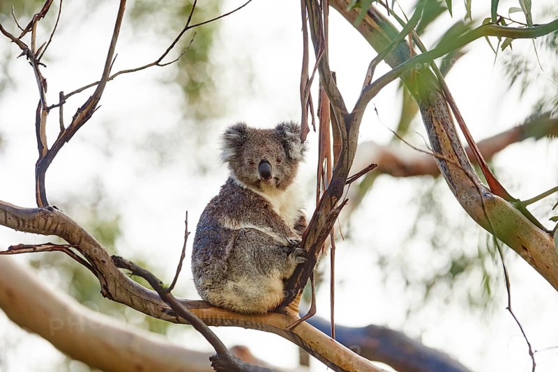Koala (Phascolarctos cinereus)
