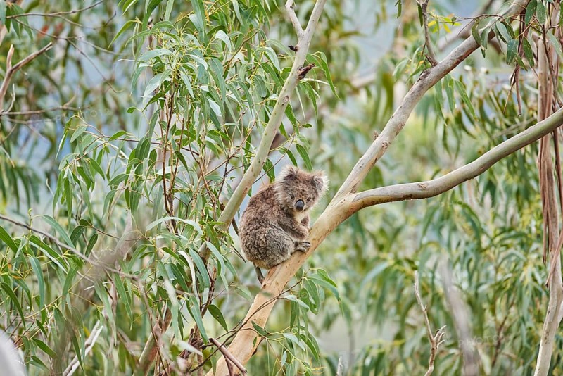 Koala (Phascolarctos cinereus)