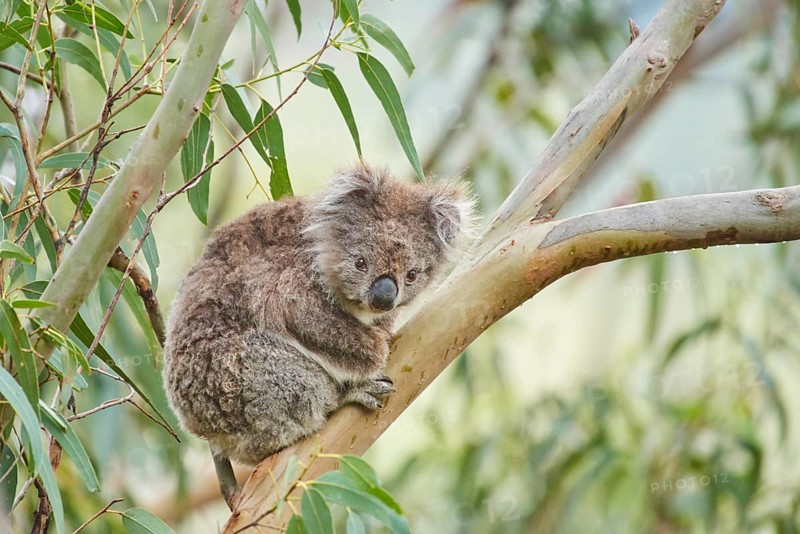 Koala (Phascolarctos cinereus)