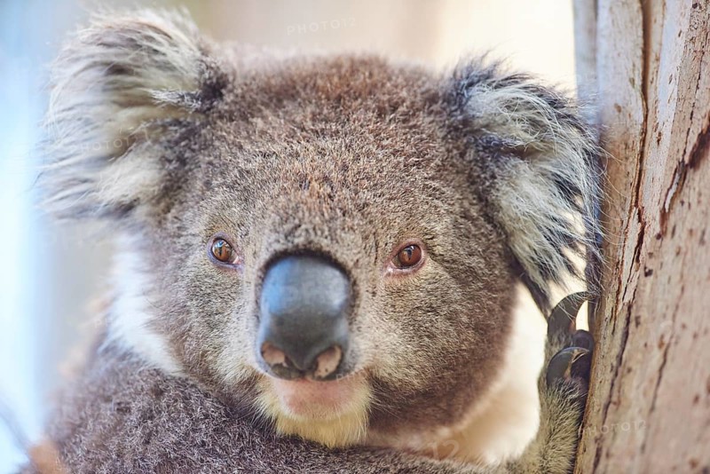 Koala (Phascolarctos cinereus)
