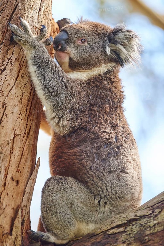 Koala (Phascolarctos cinereus)